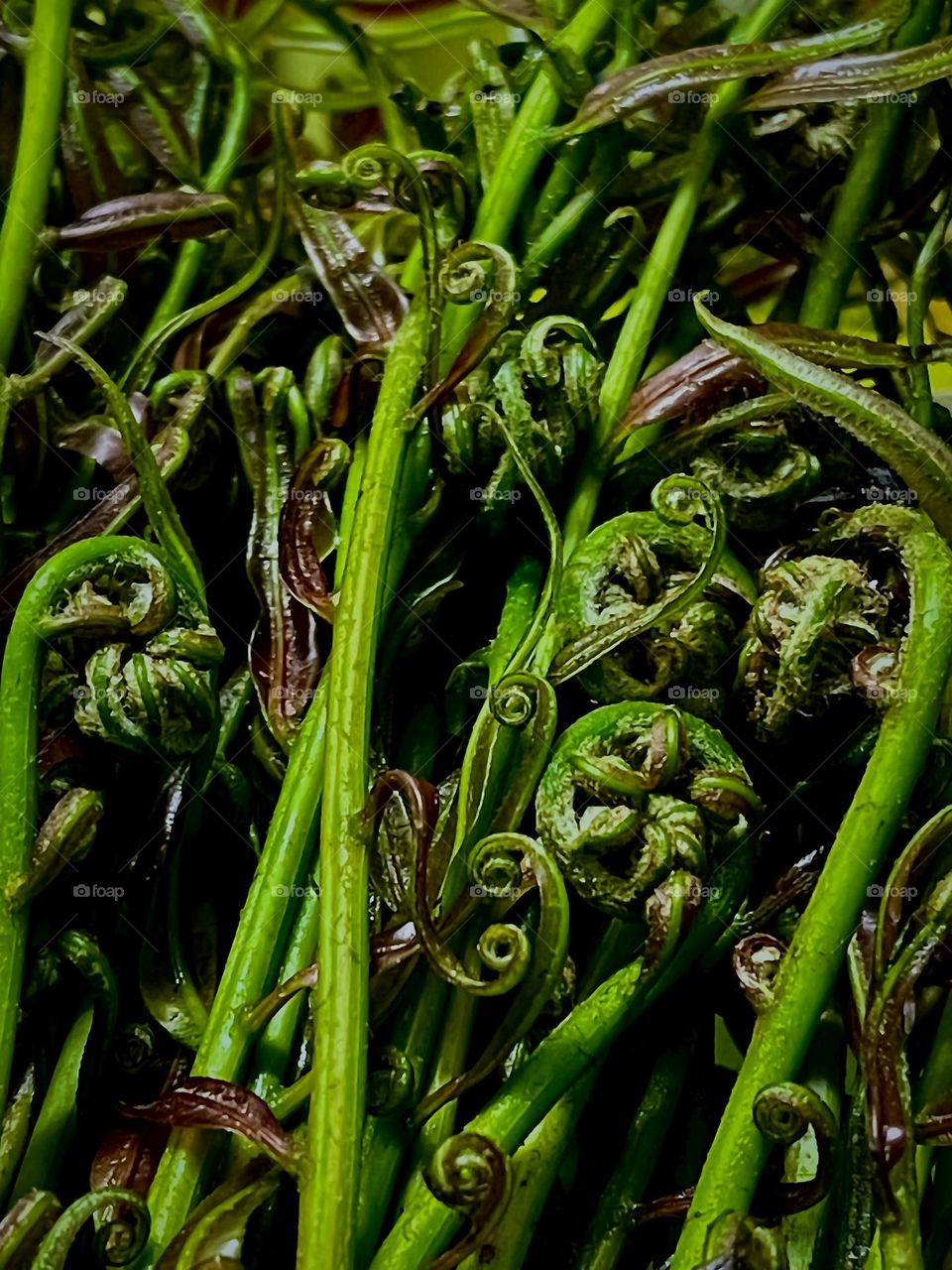 Green fern texture in close up view, collected in a bunch