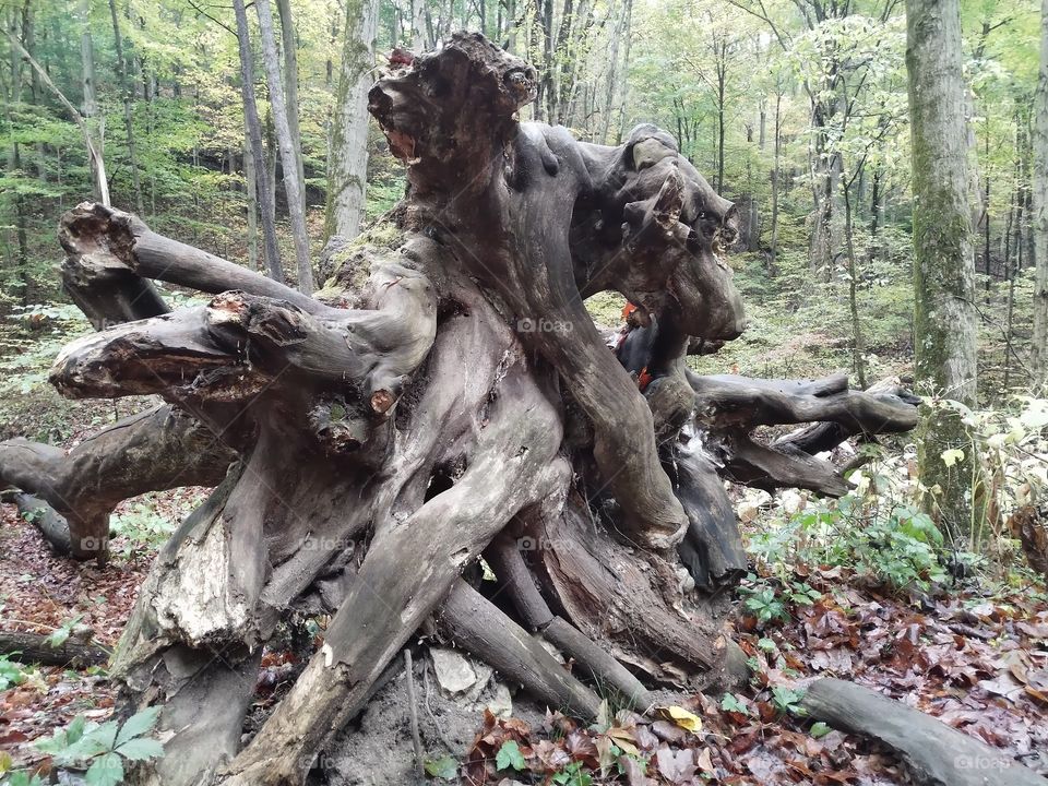 Hell's Hallow Trail, Portersville PA, Uprooted Tree