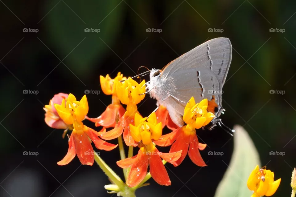 Moth