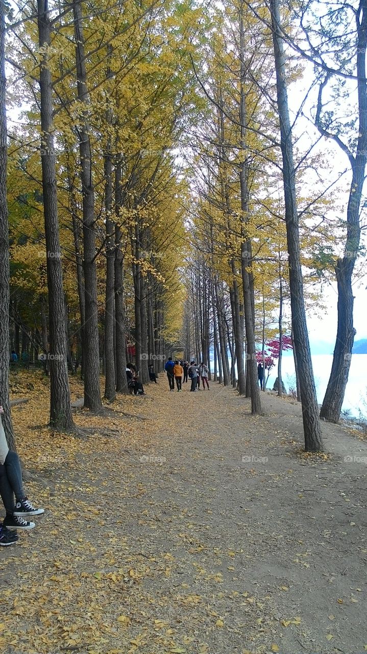 trees with yellow leaves in the city park