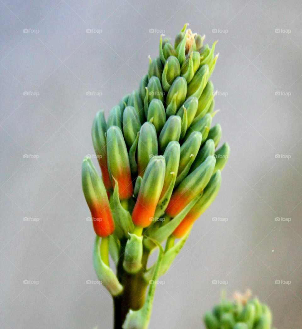 closeup of tropical plant.  ready to bloom.