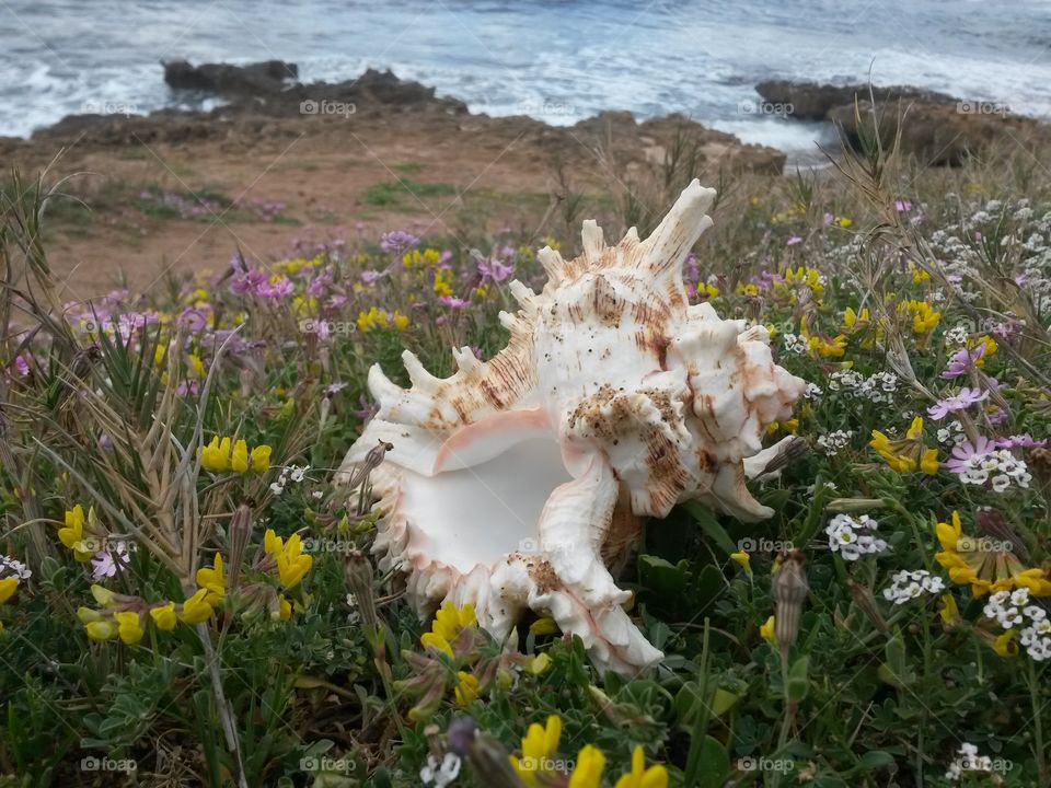 close up of seashell in front of the sea