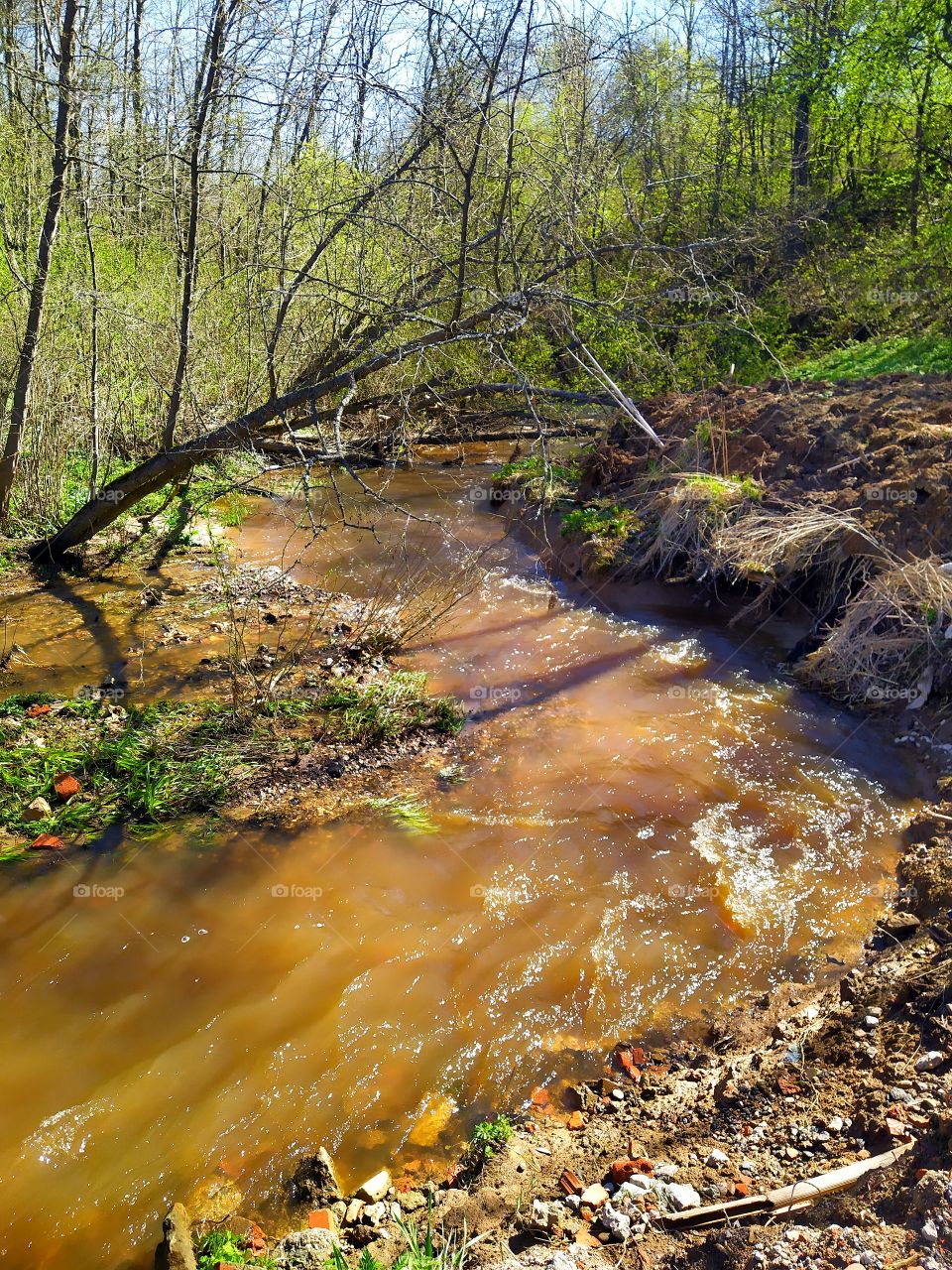 A bubbling brown river that goes into the forest