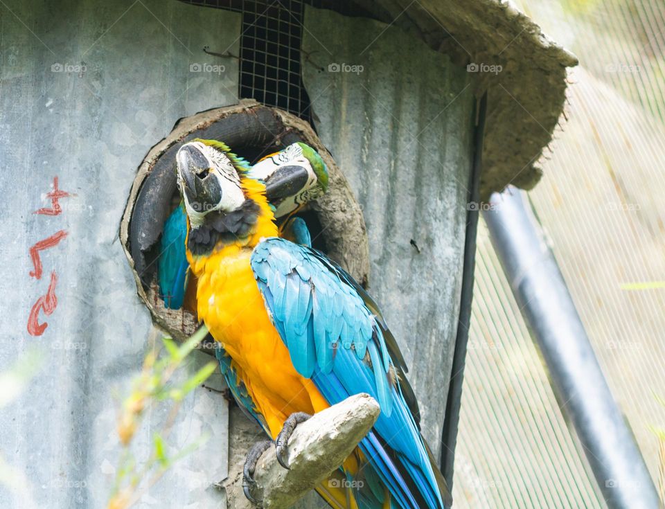 Lovely family of macaw, caring each other.