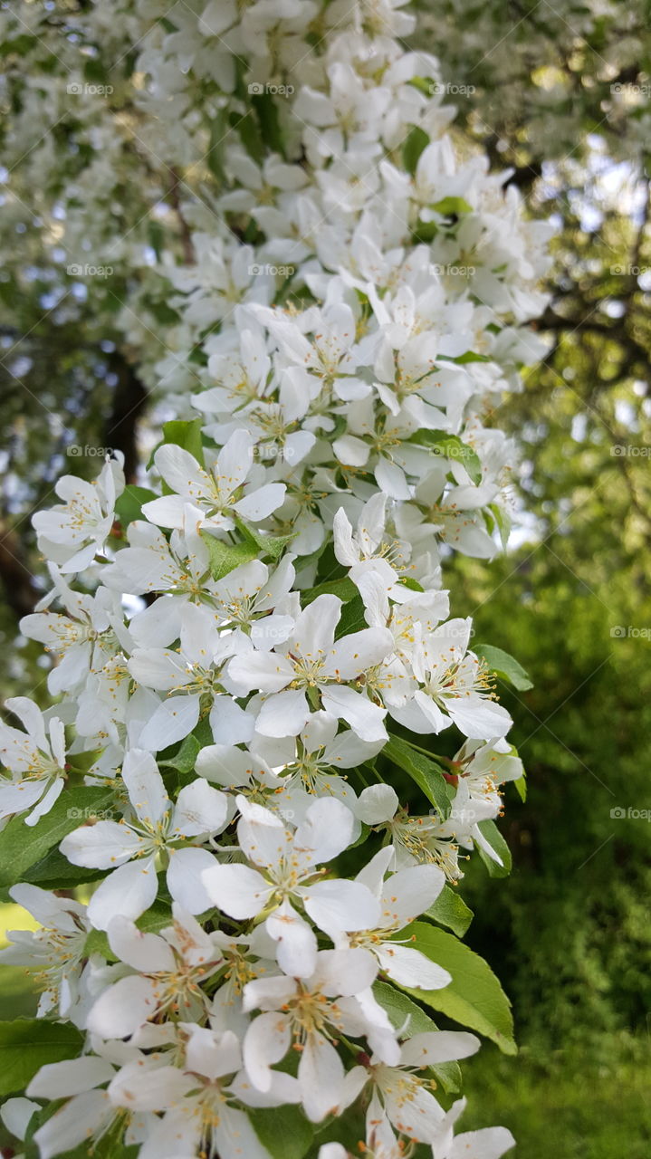 Close up of white flowers