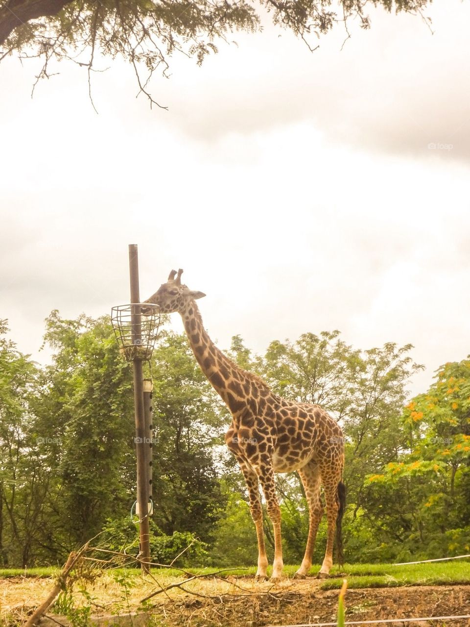 Giraffe feeding