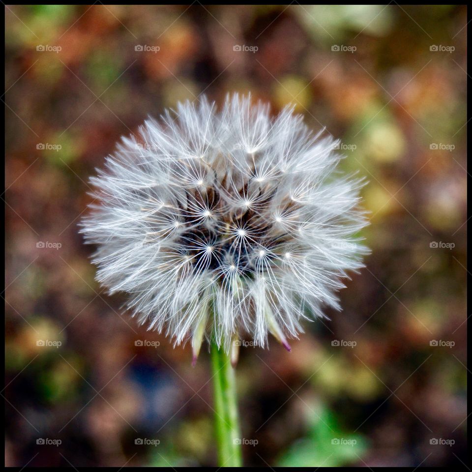 Dandelion 