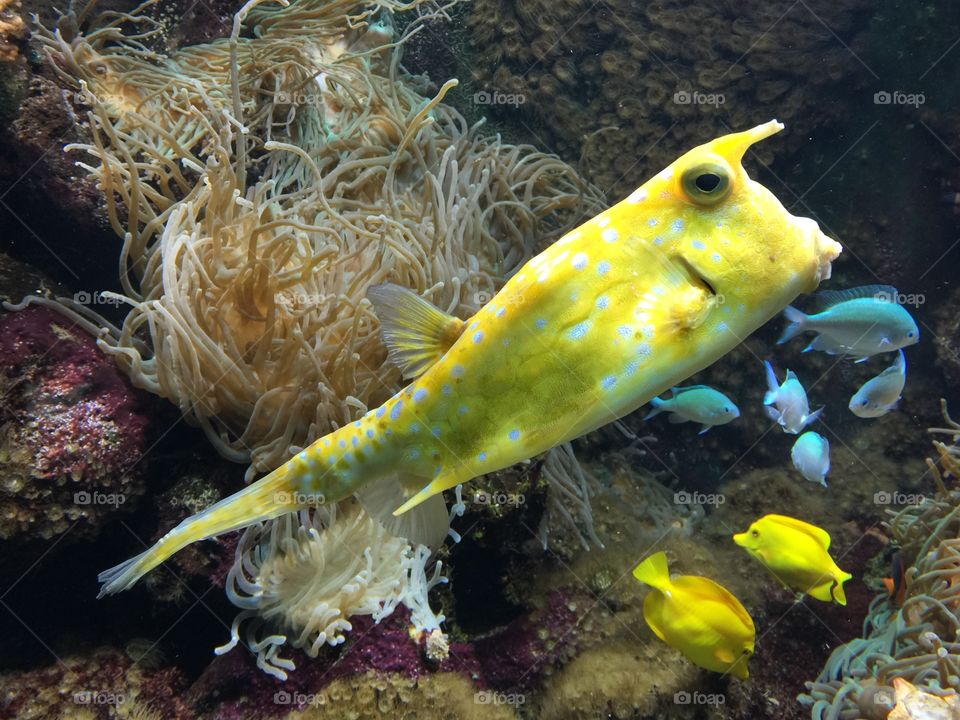 Trunk fish