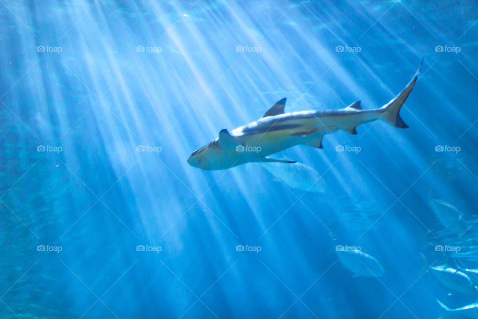 shark in sun rays under water