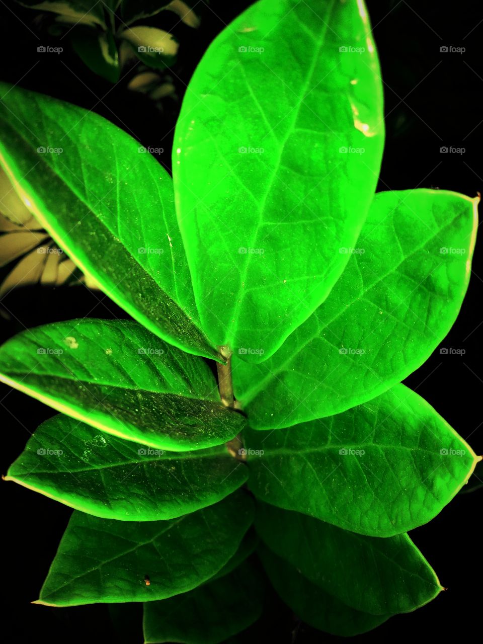Green leaf