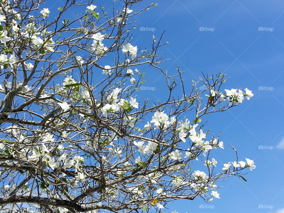 White flowering tree