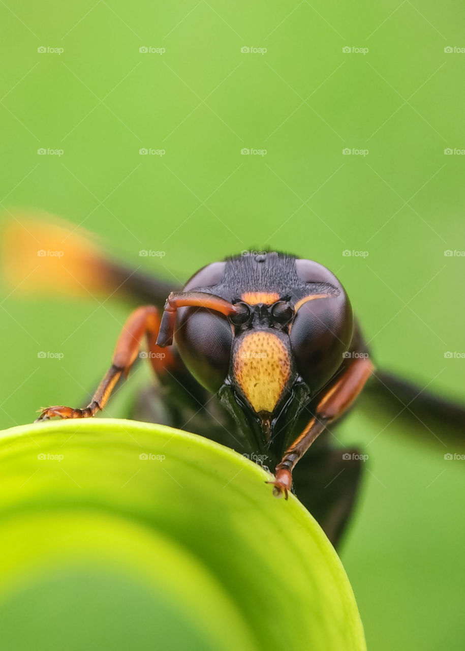 Black Wasp Eye