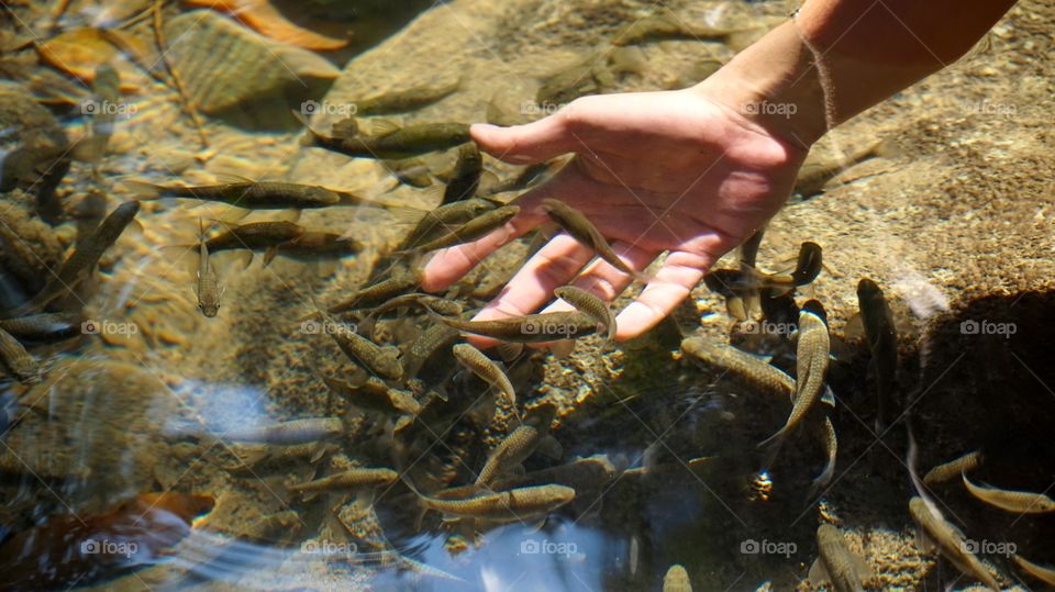 Waterfall forest fish 