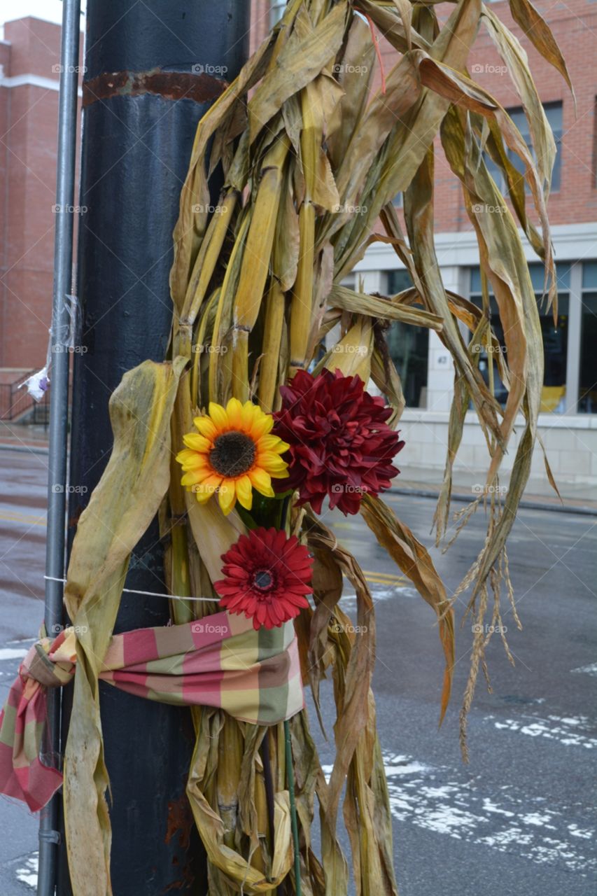 Small Town Fall Festival Decorations. Main Street Brevard North Carolina. Corn Stalks and 🌻 Sunflowers.