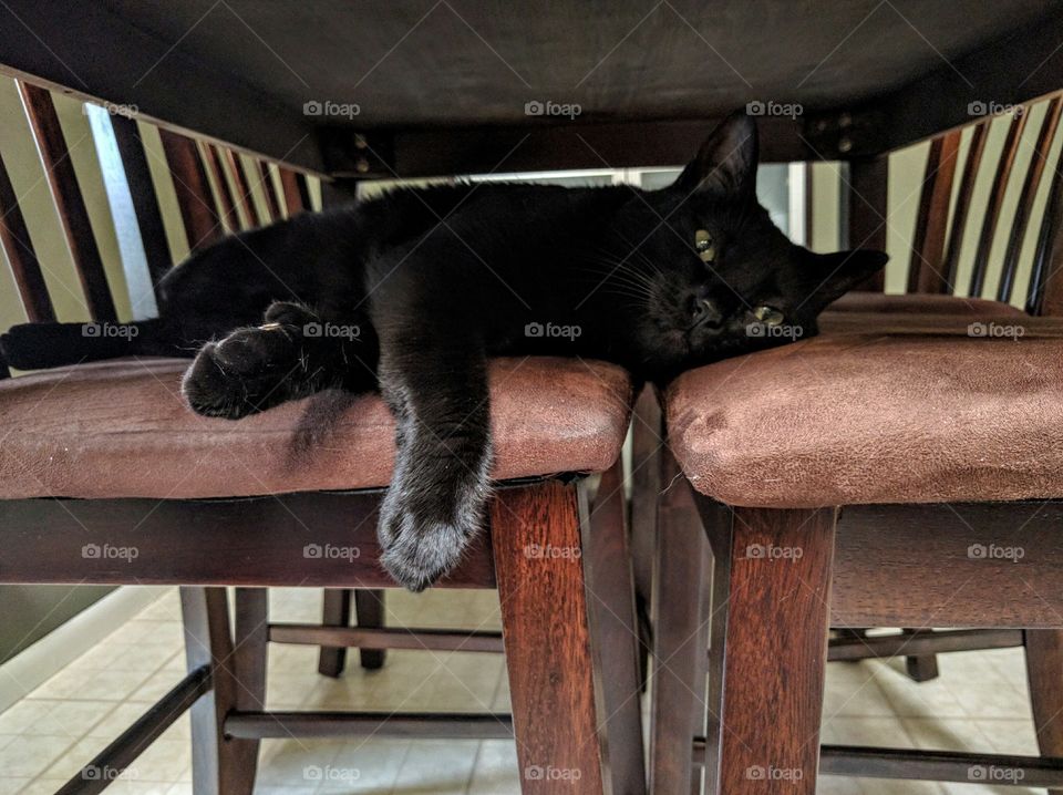 cat on chairs