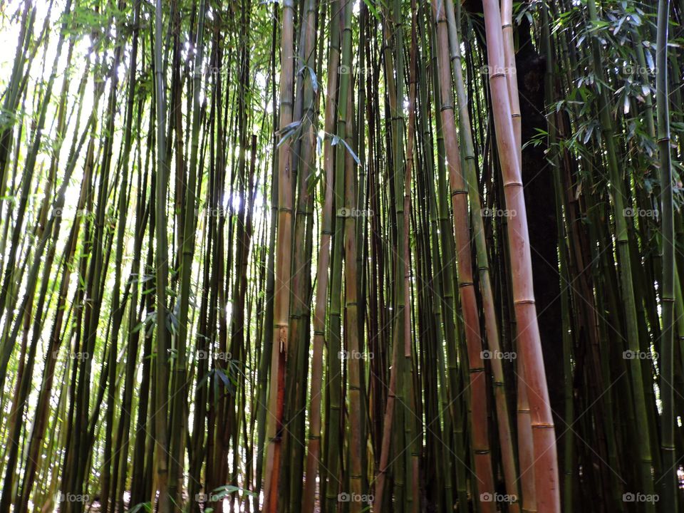 Bamboo forest. Bamboo  forest in Hana Maui Hawaii