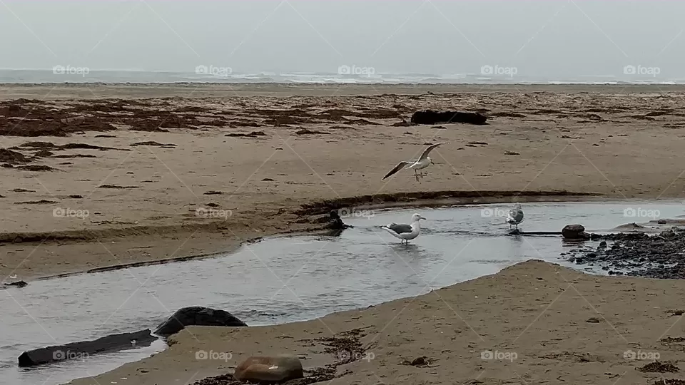 Water, Beach, Sea, Sand, Ocean