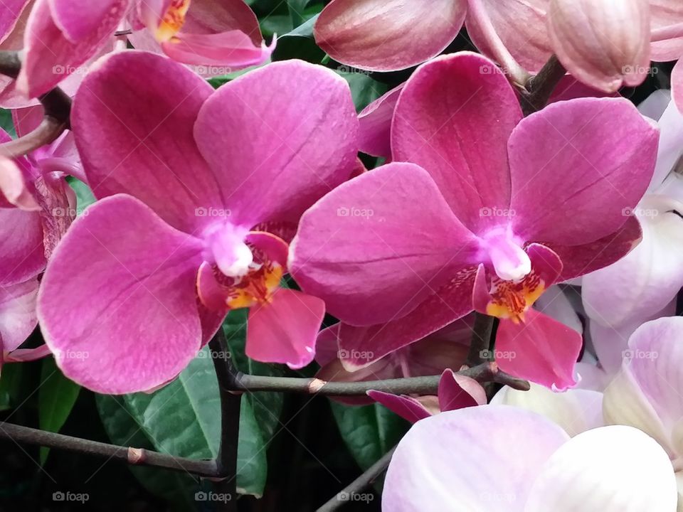 Orchids