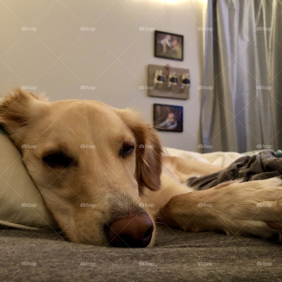 Cooper getting sleepy