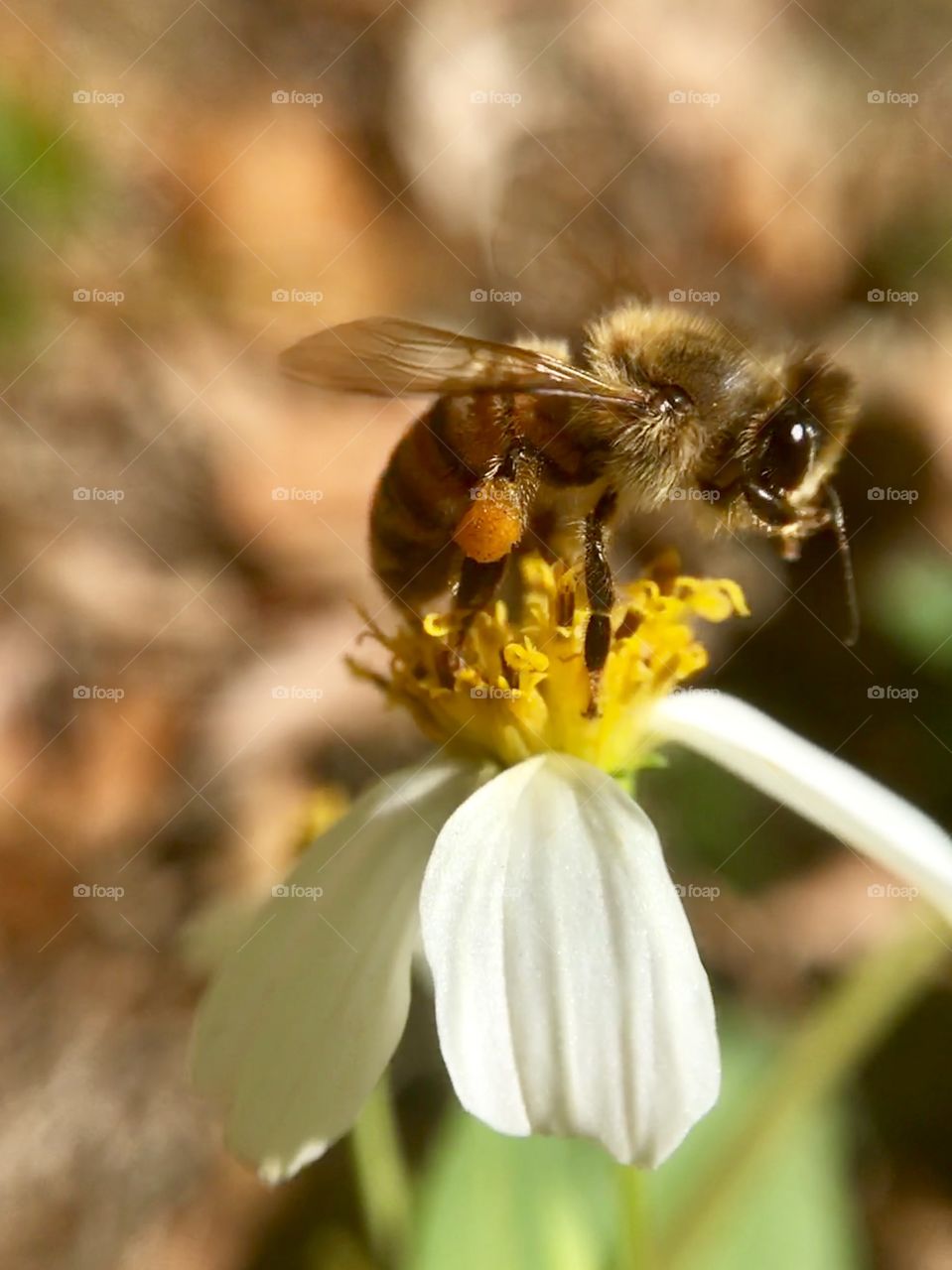 Pollinating...