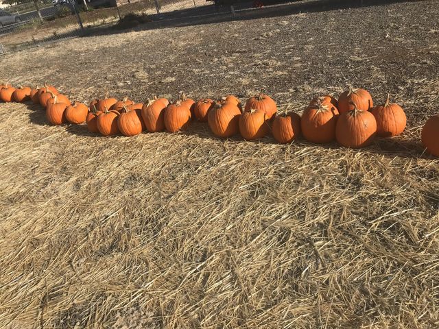 A row of Bright orange pumpkins at the pumpkin patch. The beauty of the fall season in October. USA, America 
