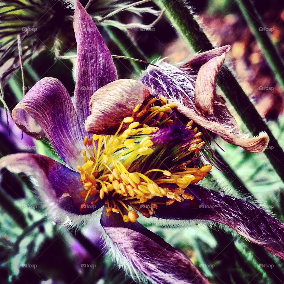 Purple wilted flower