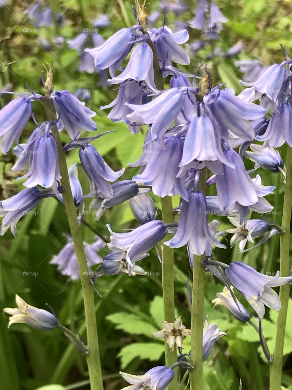 Powell Gardens