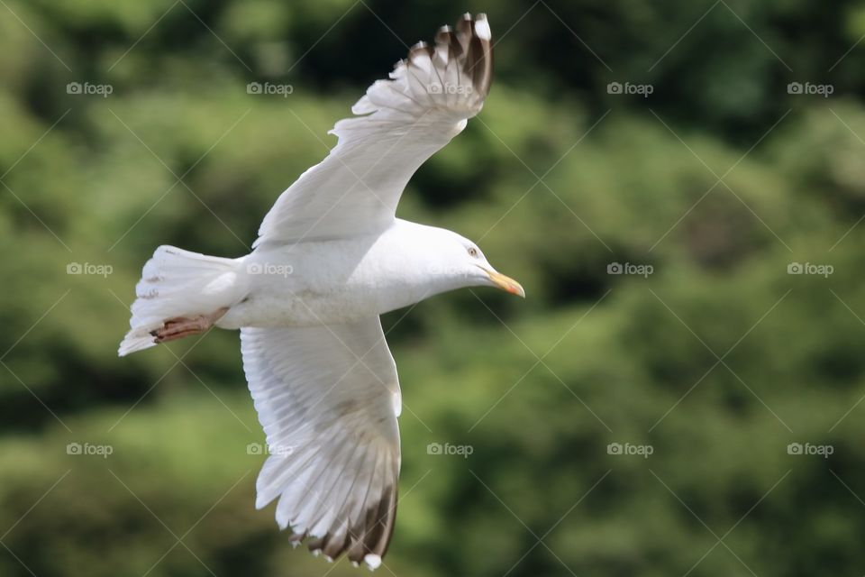 Seagull 