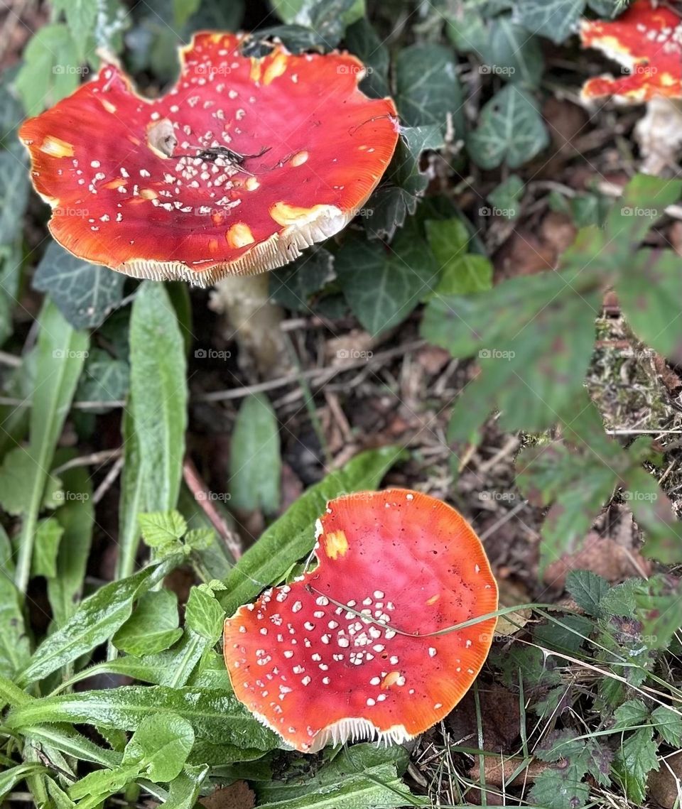 Autumn toadstools