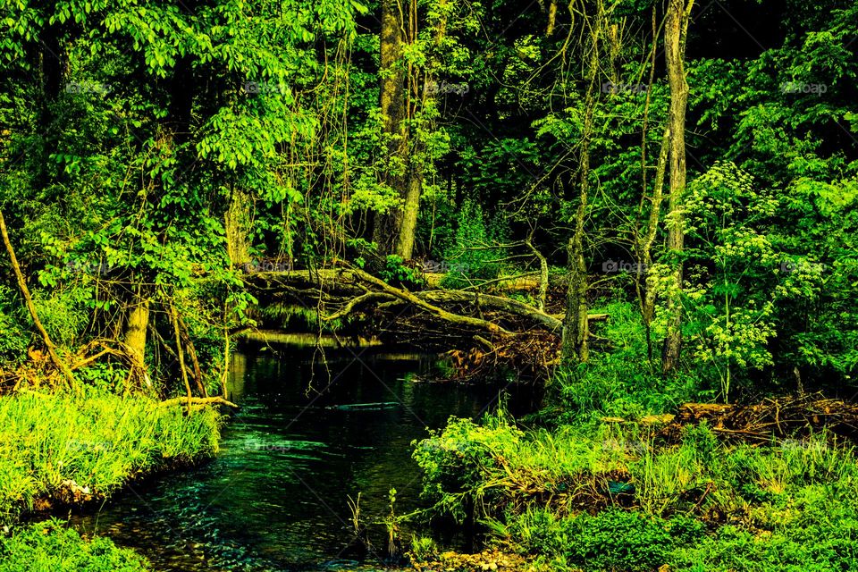 stream in the wilderness