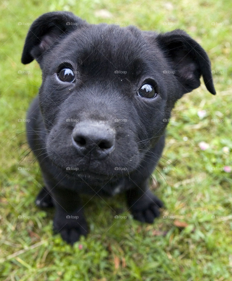 Dog, Canine, Cute, Pet, Animal