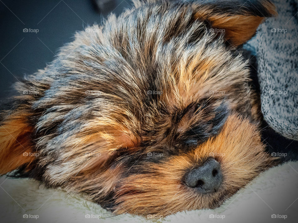 Little Terrier puppy sleeping on a white fur cushion