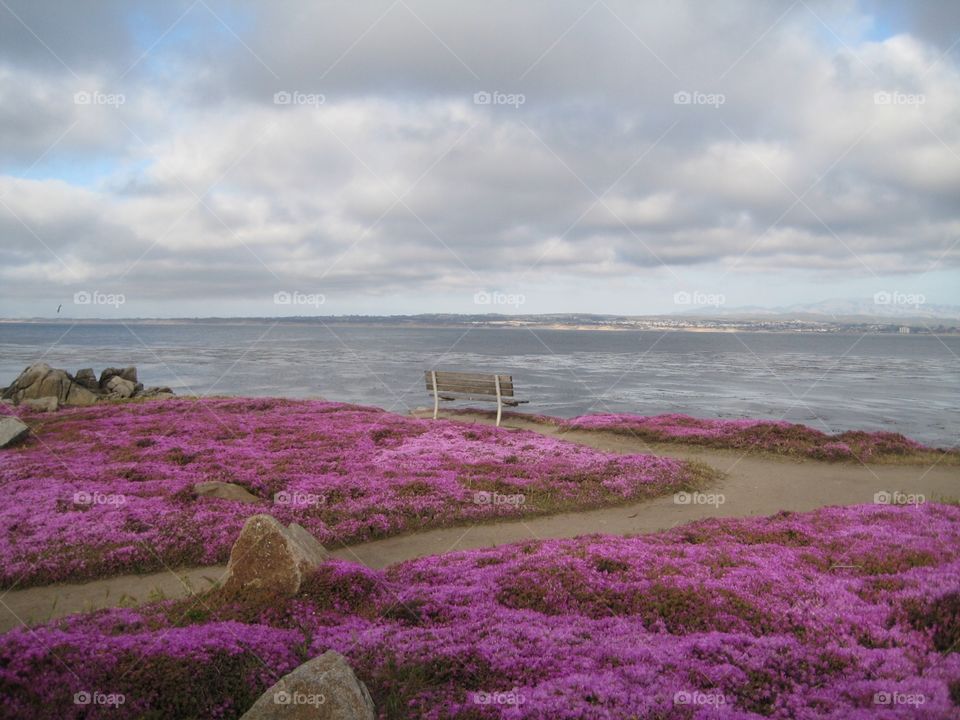 Pink flowers on coast. Beautiful pink flowers bloom on the coast.