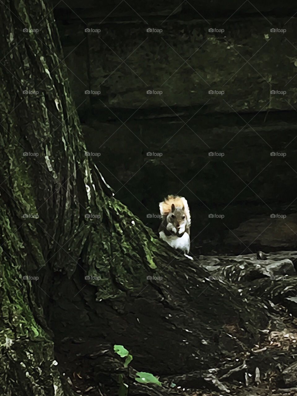 Squirrel - Central Park, New York City. Instagram,@PennyPeronto