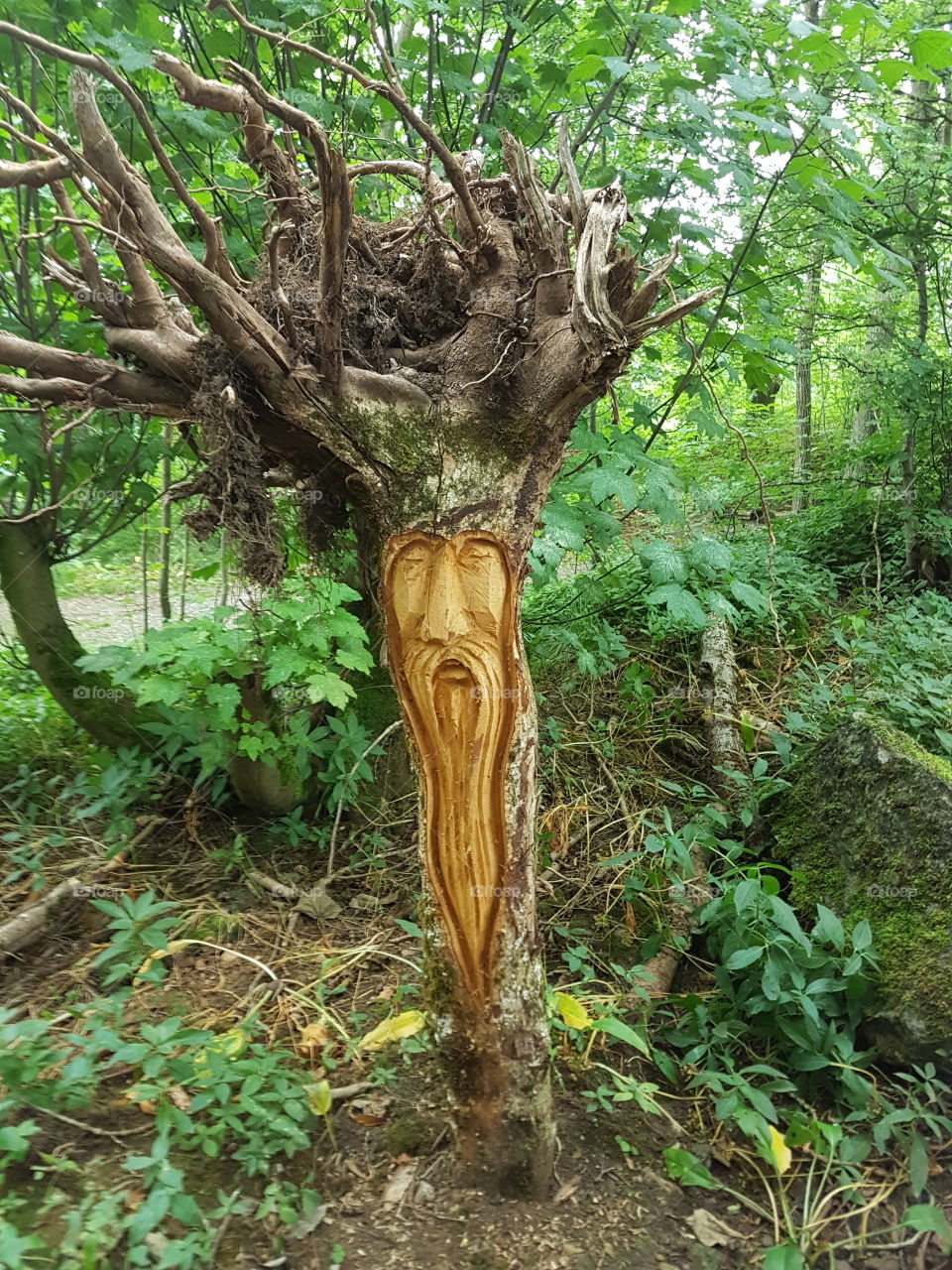 A tree with a face carved into it!