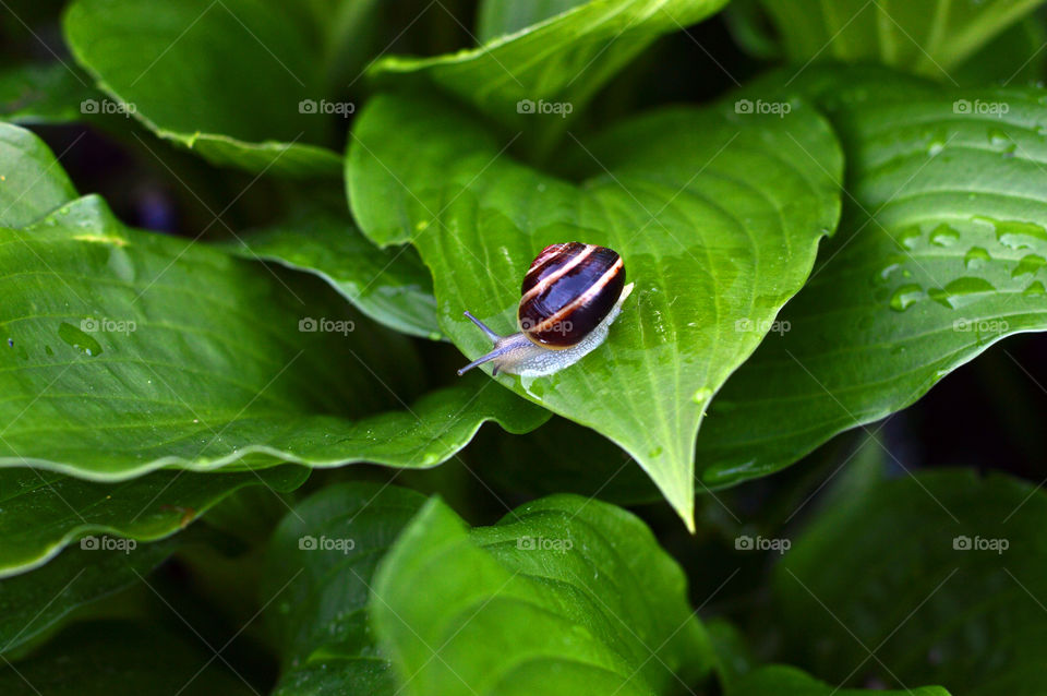 A snail sliding on a leaf.

Nature is the reason why I started with photography.