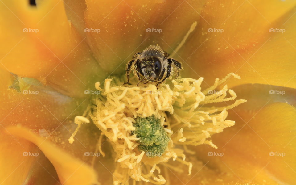 Bee covered with pollen