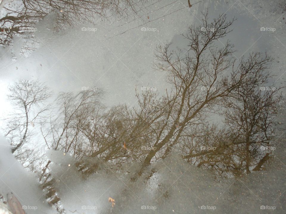 Winter, Snow, Tree, Landscape, Frost