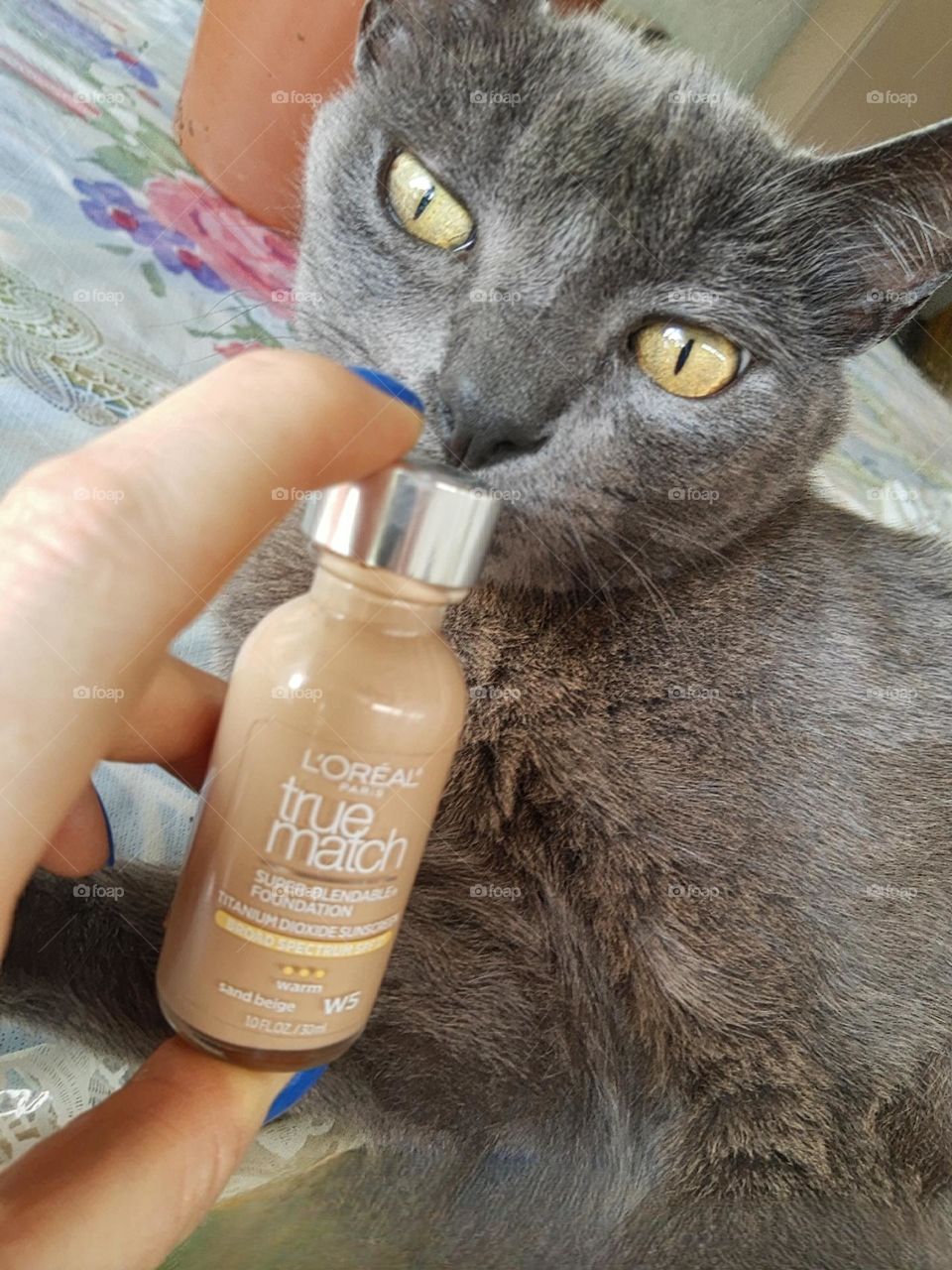 foundation and curious cat