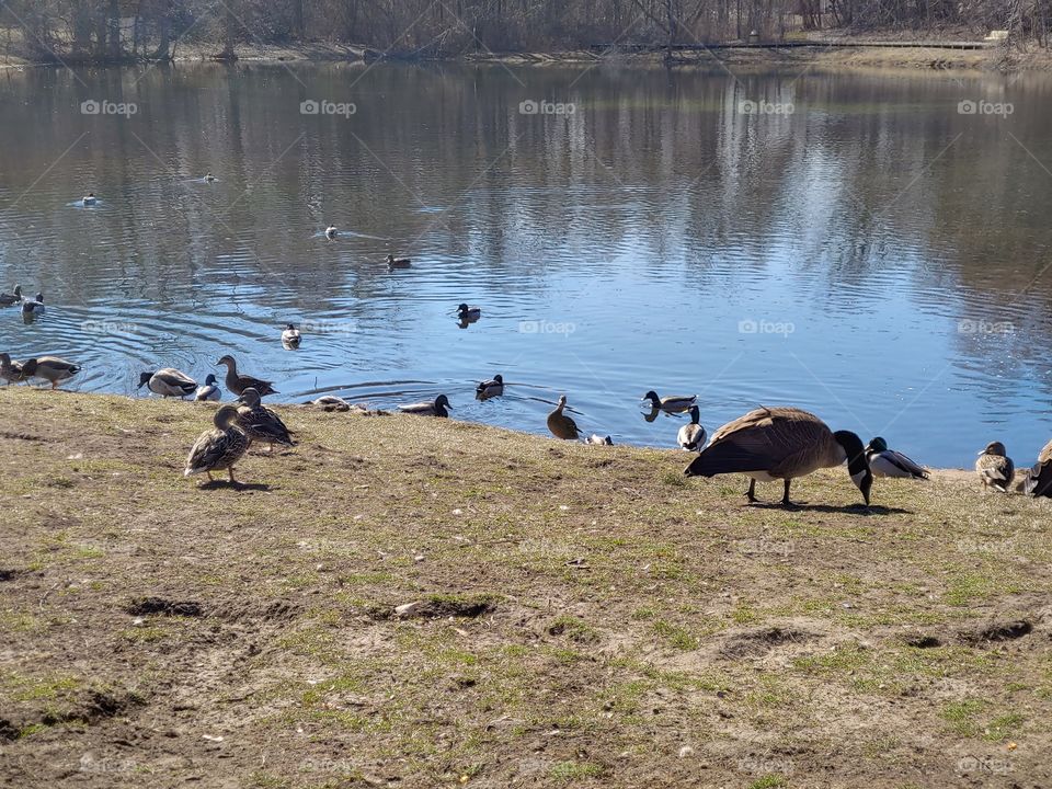 ducks and geese