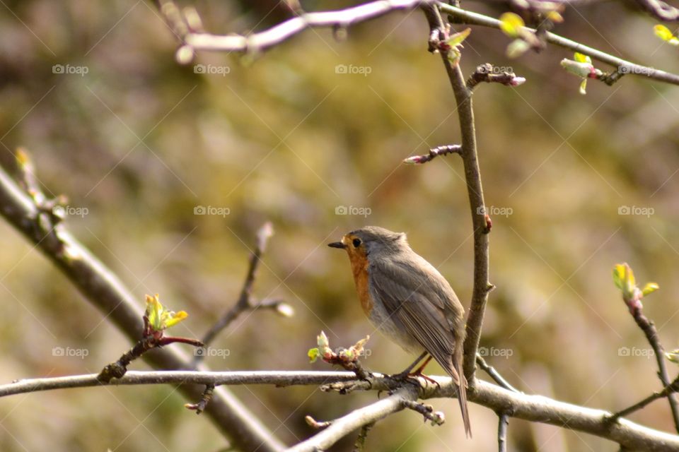 Robin no branch