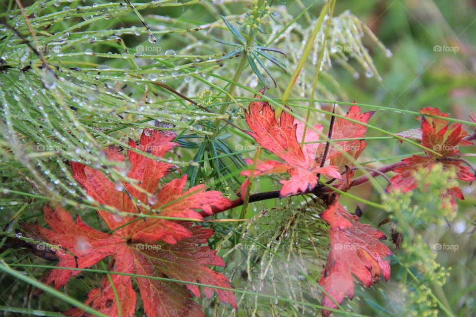 Leaves wet by water in a rainy day
