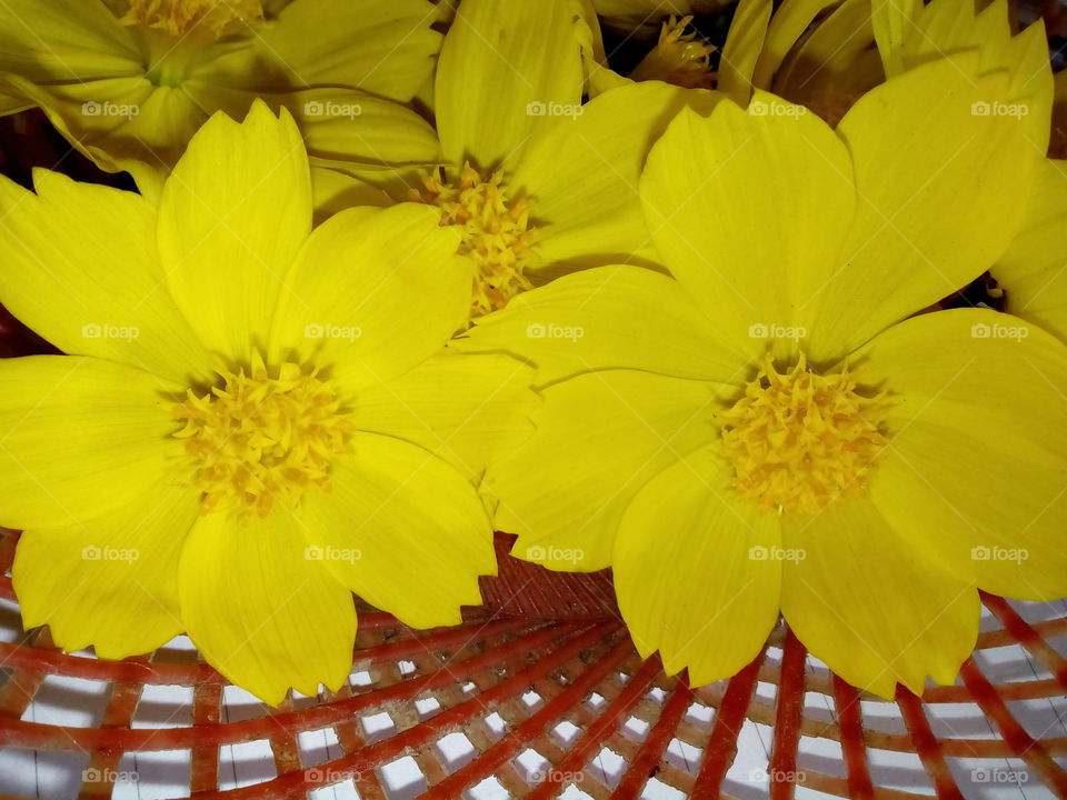 Atapethiya Flowers