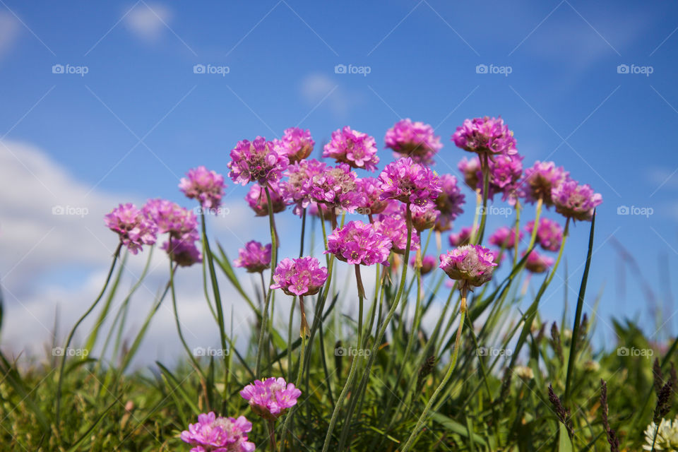 Blooming thrift flowers
