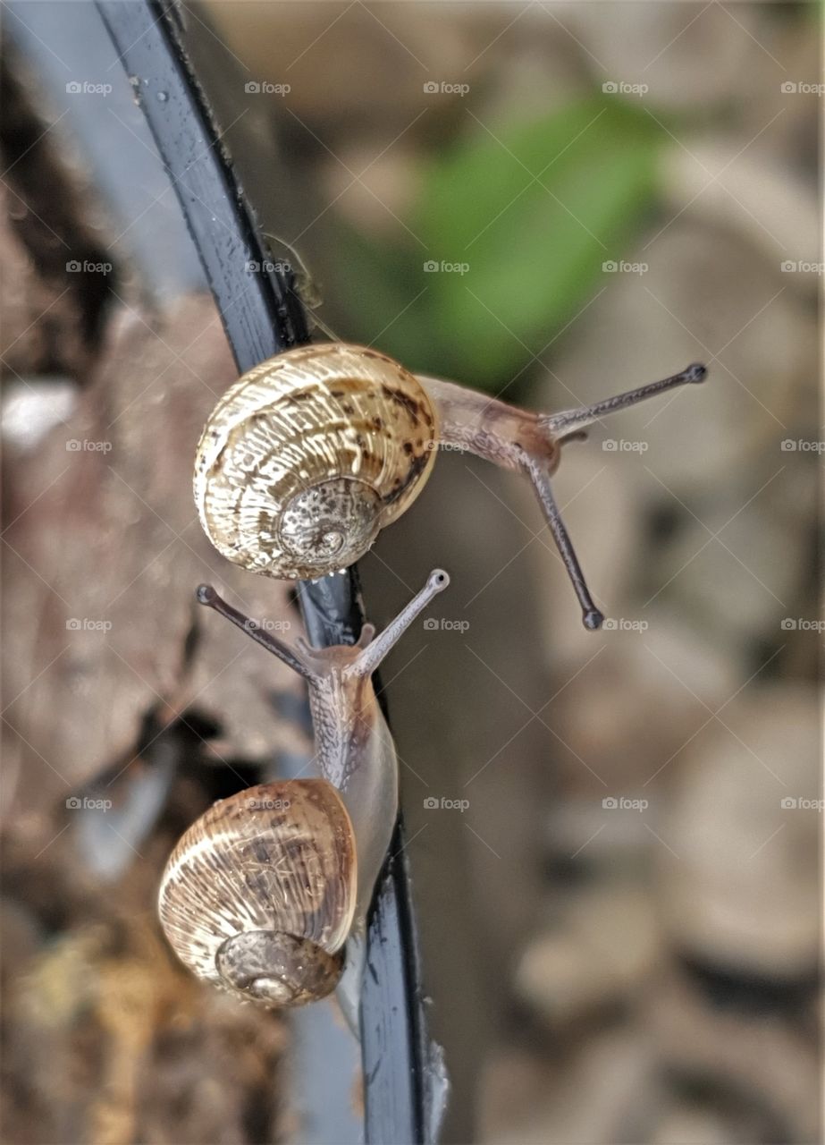 snails