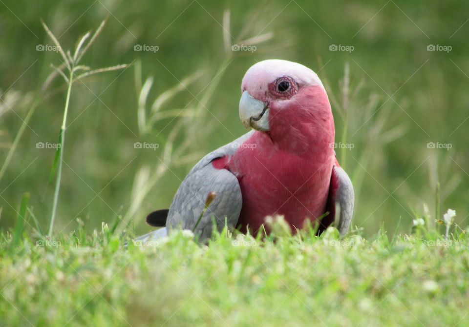 This little guy’s a Galah to Australians and a Rose-Breasted Cockatoo to us Americans. Whatever you call him, he sure knows how to pose!