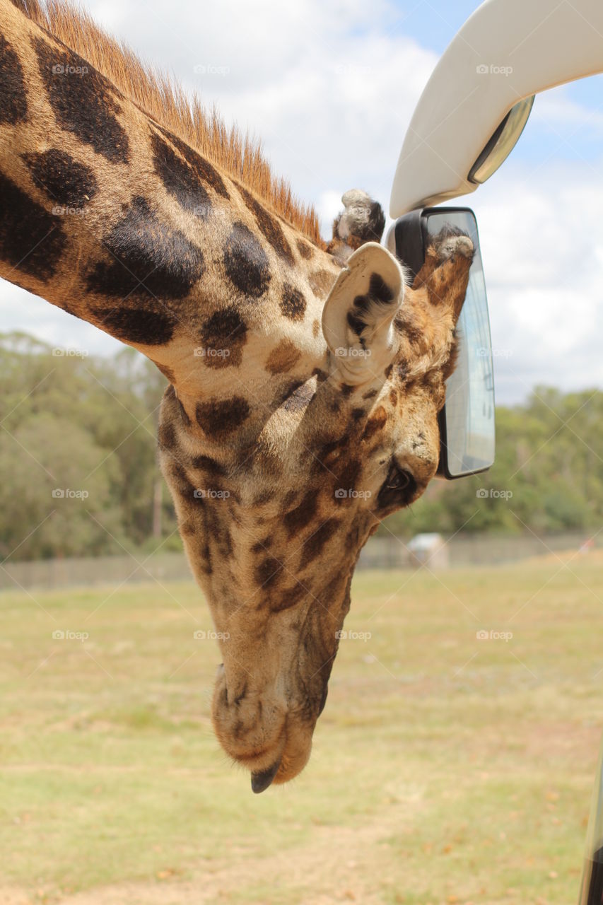 Giraffe butting head with mirror on bus in South Africa 