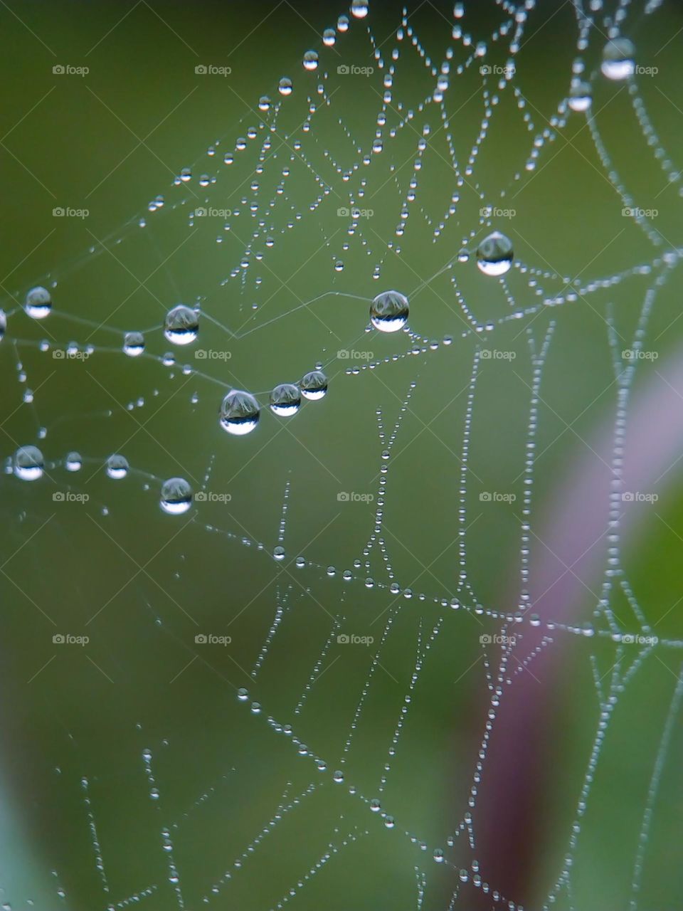 Water drops and spider web.