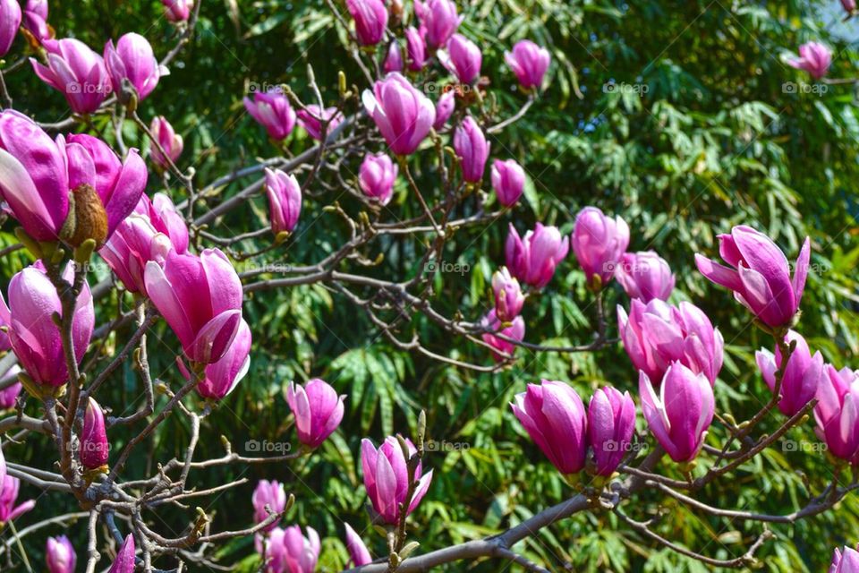 China flowers