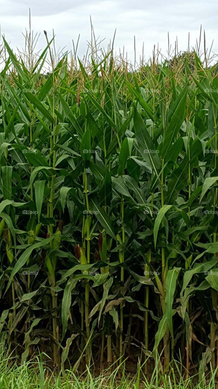 Maturing corn along edge of cornfield in late summer in Northcentral Indiana